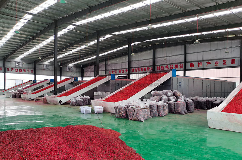 貴州網(wǎng)帶式辣椒烘干機(jī)用戶示范點烘干加工辣椒案例圖片