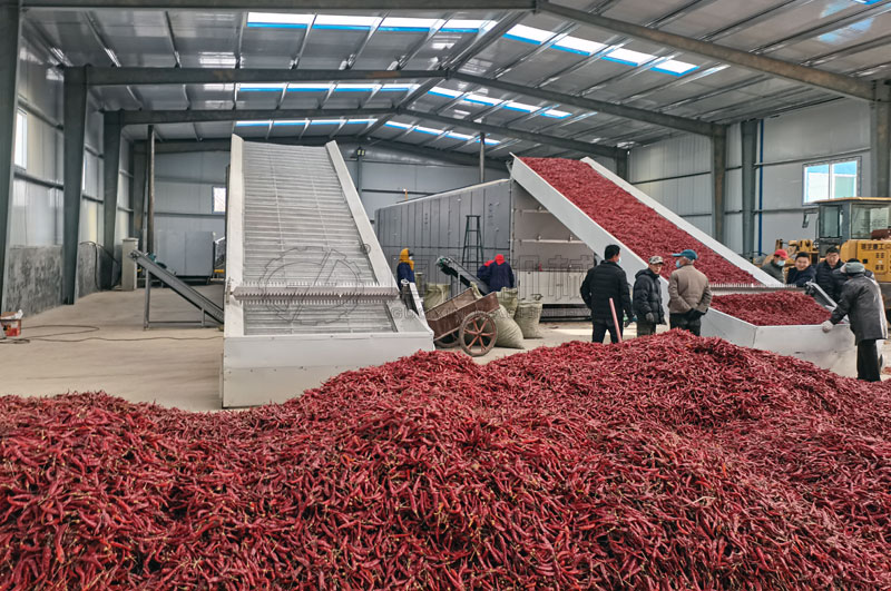 山西襄垣網(wǎng)帶式辣椒烘干機(jī)用戶示范點烘干加工辣椒案例圖片